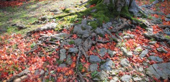 Hikone, Tapis de feuilles d'érables momiji en automne 3