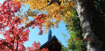 Gotoku-ji (Tokyo), pagode et couleurs automnales
