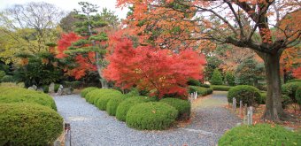 Château de Nagoya, jardin japonais du site à l'automne