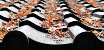 Saiho-ji temple Koke-dera (Kyoto), Momiji sur un toit