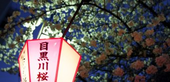  Naka Meguro-gawa à Shibuya (Tokyo), Lanterne du Meguro-gawa Sakura Matsuri