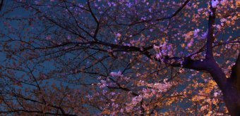  Naka Meguro-gawa à Shibuya (Tokyo), Illumination des cerisiers en fleurs