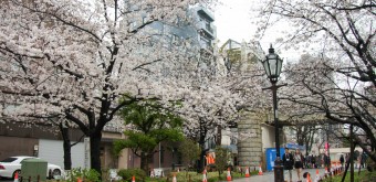 Parc Sumida à Asakusa (Tokyo), Promenade sous les cerisiers en fleurs un jour de printemps pluvieux 2