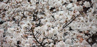 Parc Sumida à Asakusa (Tokyo), Cerisiers en fleurs au printemps 4