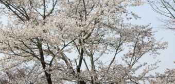 Mont Yoshino, Visiteurs en plein Ohanami sous les cerisiers en fleur au printemps 4