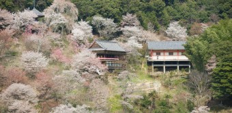 Mont Yoshino, Temple entouré de cerisiers en fleur au printemps 2