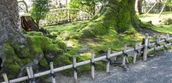 Jardin Kenrokuen à Kanazawa, Chemin de promenade et végétation 2