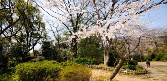 Keitaku-en (Osaka), Cerisiers en fleur dans le jardin japonais 5