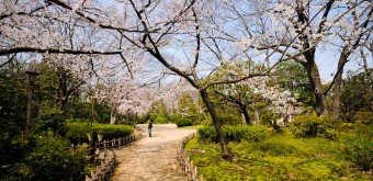 Keitaku-en (Osaka), Cerisiers en fleur dans le jardin japonais 6