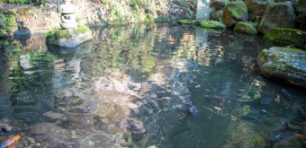 Bassin à carpes koï à Zeniarai Benten