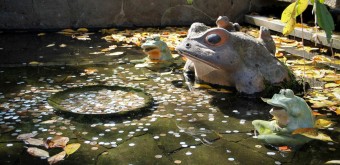 Tenryu-ji (Arashiyama, Kyoto), bassin aux grenouilles porte-bonheur