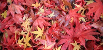 Momijidani (Miyajima), feuilles d'érables rouges au sol 2