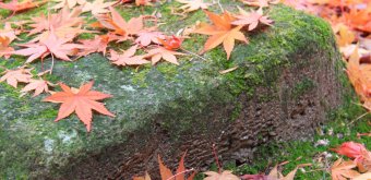 Momijidani (Miyajima), feuilles d'érables rouges au sol 3