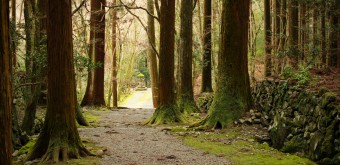 Takao (Kyoto), temple Kozan-ji et sentier à travers la forêt de cèdres
