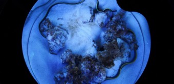 Aqua Park Shinagawa, aquariums de milieu corallien 3