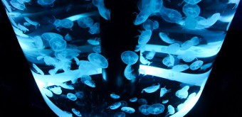 Aqua Park Shinagawa, attraction Jellyfish Ramble