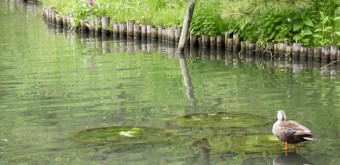 Mukojima Hyakka-en (Tokyo), Vue sur l'étang