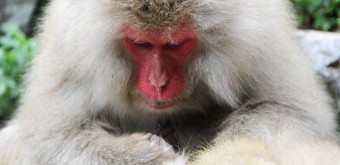 Jigokudani Singes 15