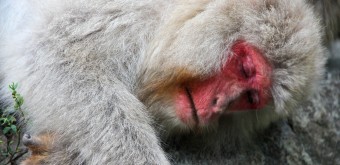 Jigokudani Singes 16