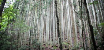 Ohara, Forêt près de Otonashi no taki