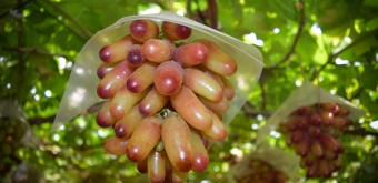 Grappe de raisin japonais à la ferme Shirone Grape Garden à Niigata