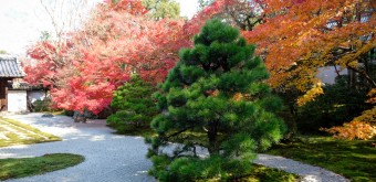 Tenju-an (Kyoto), jardin karesansui en automne 2