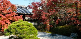 Tenju-an (Kyoto), jardin karesansui en automne 3