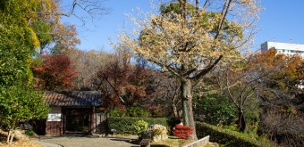 Parc du château de Hamamatsu (Shizuoka) 4