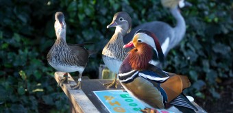 Zoo Shaboten d'Izu, Oiseaux en liberté dans le parc