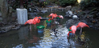 Zoo Shaboten d'Izu, Flamants roses