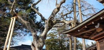 Villa Impériale Tamozawa à Nikko, Vue sur les bâtiments et un shidare zakura en hiver 2