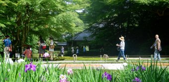 Meigetsu-in (Kamakura), touristes dans le jardin intérieur aux iris en été