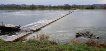 Murakami (Niigata), Barrage à saumons sur la rivière Miomote