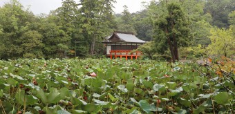Lotus au sanctuaire Usa Hachiman-gu