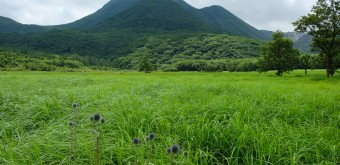 Chardon globuleux (Higotai) du Marais de Tadewara (Oita)