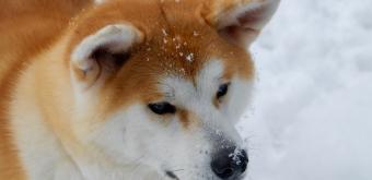 Maison Enishi (Kakunodate), chien Akita-inu