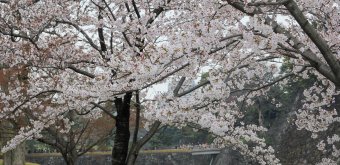 Kokyo Palais Impérial de Tokyo, Inui-dori en période de floraison des sakura