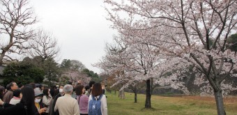 Inui-dori, Visiteurs photographiant les sakura