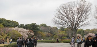 Vue sur Kokyo Higashi Gyoen en période de sakura 8
