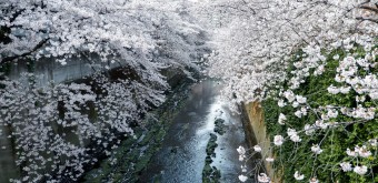 La rivière Kanda et ses cerisiers en fleur depuis le pont Omokage-bashi 2