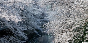 La rivière Kanda et ses cerisiers en fleur depuis le pont Omokage-bashi 3