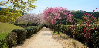 Site historique autour du Kofun Ishibutai à Asuka au printemps (Nara)