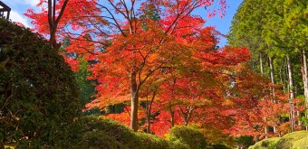 Mont Koya et érables rouges en automne
