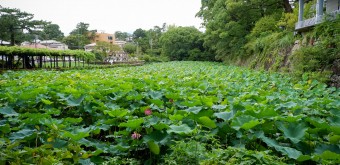 Odawara, étang couvert de lotus Hasuike dans le parc du château