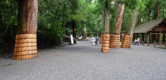 Ise Jingu, arbres au tronc protégé au sanctuaire intérieur Naiku (Kotai-jingu)