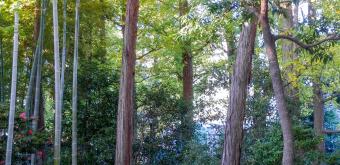 Parc Otaguro (Tokyo), allée du jardin japonais en automne