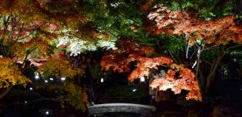 Parc Otaguro (Tokyo), vue de nuit et en automne sur le pont en pierre du jardin japonais