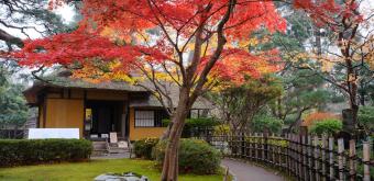 Aizu-Wakamatsu, château de Tsuruga, maison de thé traditionnelle Rinkaku et érable rouge en novembre