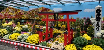Yahiko-jinja (Niigata), exposition de chrysanthèmes pendant Kiku Matsuri en novembre