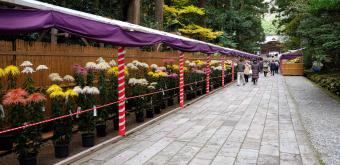 Yahiko-jinja, exposition de chrysanthèmes en novembre le long de l'allée Sando qui mène au pavillon principal du sanctuaire